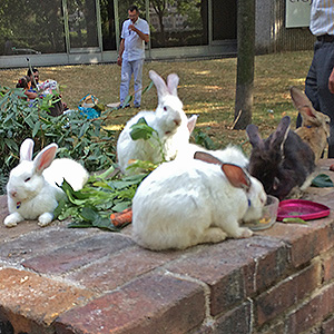 Rabbits in Paris