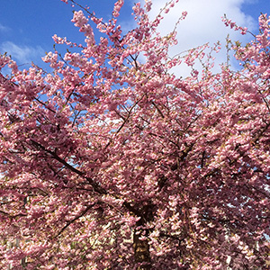 Strasbourg in April