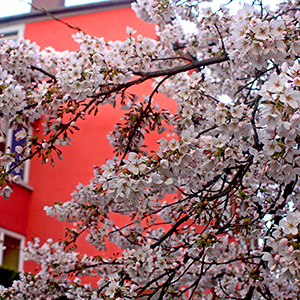 Strasbourg in April