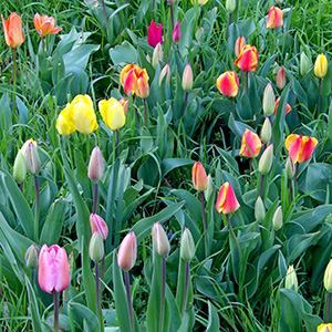 Strasbourg in April