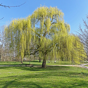 Strasbourg in March