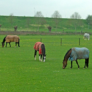 Scene in Denmark.