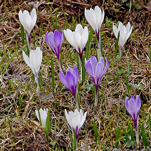 white and purple crocus