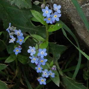 Swiss Forget-me-nots