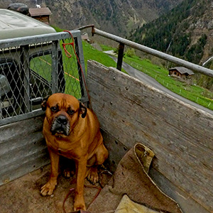 The farmer's dog looks up at me with a puzzled expression