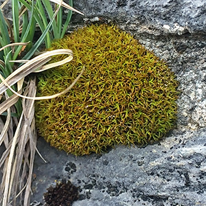Round ball of moss
