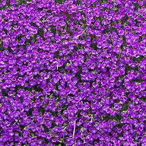 Mass of purple flowers