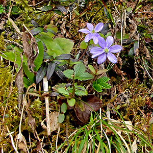 white and purple crocus