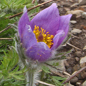 Purple flower