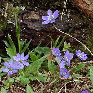 Lovely little purple flowers