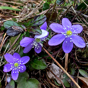 white and purple crocus