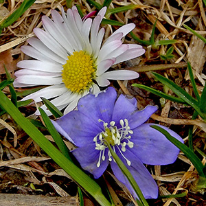 white and purple crocus