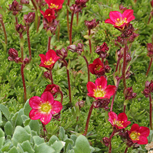 Red flowers