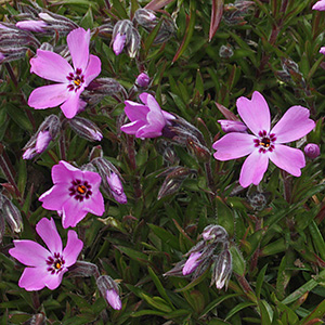 Pink flowers