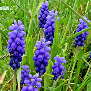 Blue flowers