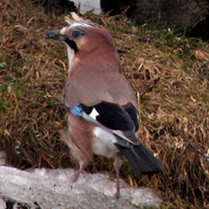 The bird has its back turned toward us, and it is gazing off to the left.