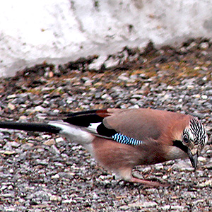 European Jay on a trail