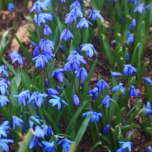 Spring beauty (Scilla siberica) 西伯利亞海蔥 - Netherlands 荷蘭