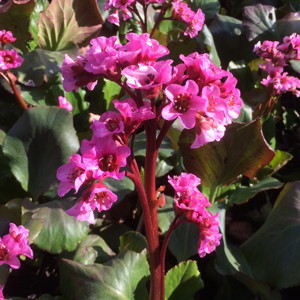 Bergenia cordifolia 大虎耳草 - France 法國