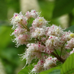 Chestnut tree flower (Castanea) 栗子花- This picture was taken in the city of Strasbourg just before we left France. 法國