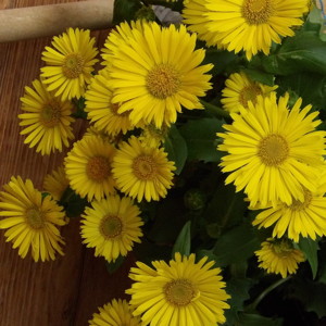 Leopard's-banes (Doronicum clusii) 多榔菊 Native Range: Europe, Southwest Asia and Siberia (原產地在歐洲、亞洲西南部、西伯利亞) Bloom time: Spring to summer (開花時間在春天至夏天) Bloom description: Yellow (黃色) Sun: Full sun (全日照) Height: 1.6 to 3 feet (植株高度在1.6至3英尺)