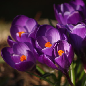 Crocus番紅花 (France法國）