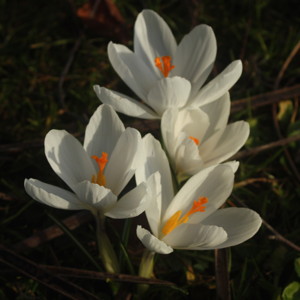 Crocus番紅花 (France法國）