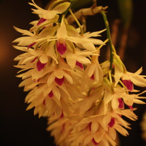 Dendrobium 石斛蘭