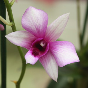 Dendrobium 石斛蘭