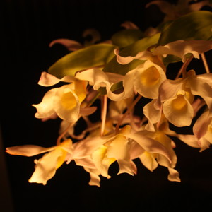 Dendrobium 石斛蘭