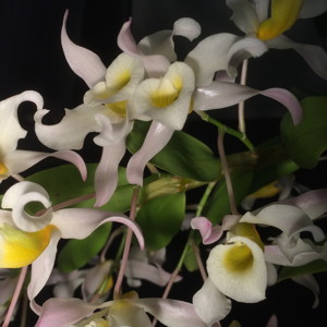 Dendrobium 石斛蘭