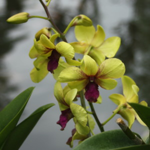 Dendrobium 石斛蘭