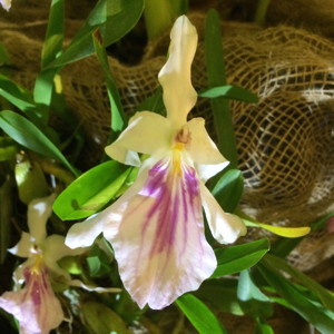 Dendrobium 石斛蘭