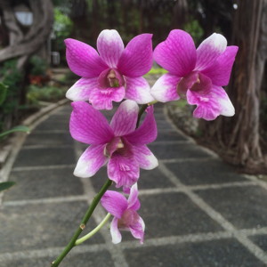 Dendrobium 石斛蘭