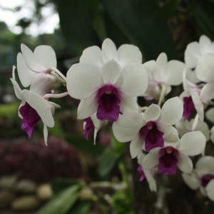 Dendrobium 石斛蘭