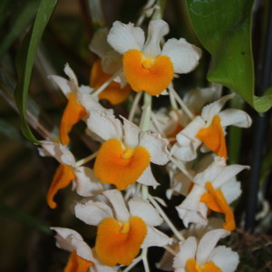 Dendrobium 石斛蘭