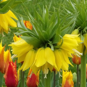 Crown imperial (Fritillary imperialis) 貝母花- Netherlands荷蘭