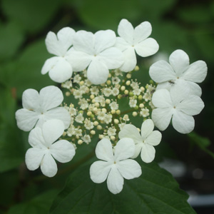 Hydrangea petiolaris 攀爬式繡球 (Hagenau, France 法國)