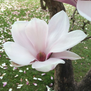 Magnolia木蘭花