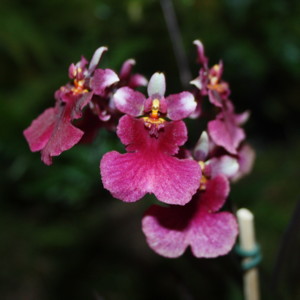 Oncidium-文心蘭