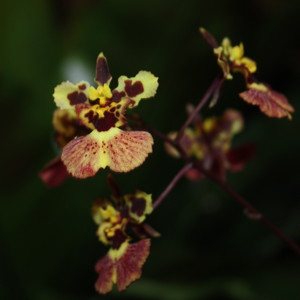 Oncidium-文心蘭