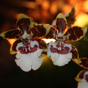 Oncidium-文心蘭