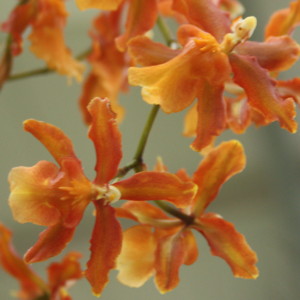 Oncidium-文心蘭