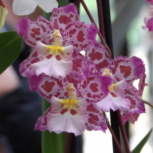 Oncidium-文心蘭