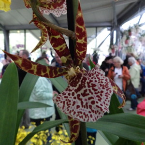 Oncidium-文心蘭