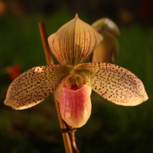 Paphiopedilum