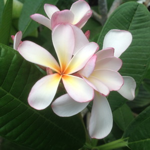 Plumeria 雞蛋花 (Netherlands荷蘭）