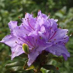 Rhododendron augustinii 杜鵑花 - Netherlands 荷蘭