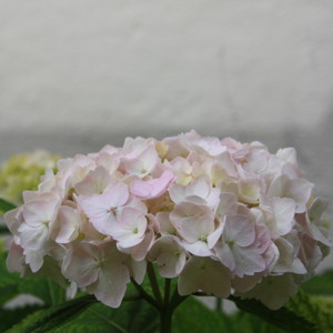 Hydrangea繡球花 (Austria奧地利）