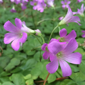 Sorrel 酢醬草 (France法國）